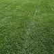 Kikuyu grass, Kikuyu lawn, Pennisetum clandestinum