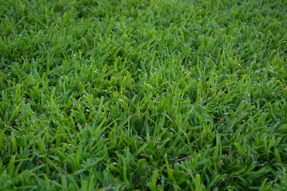 Reliable Competitive Recommended LM Grass Suppliers