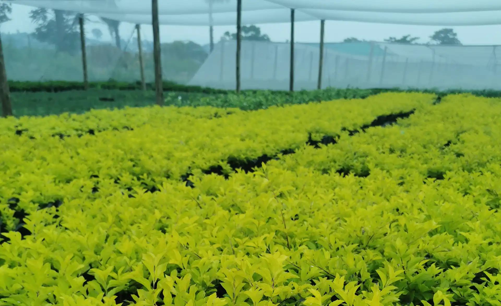 Fine Lines Landscaping Plants, Irrigation & Landscaping