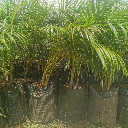 Bamboo palm for sale