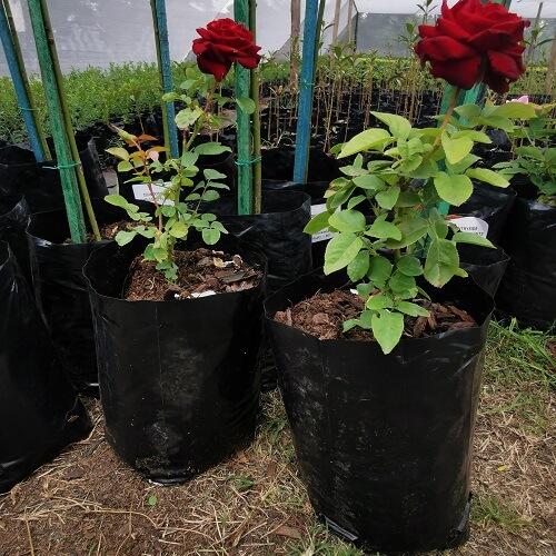 Bavaria roses for sale