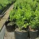 Buxus microphylla faulkner for sale