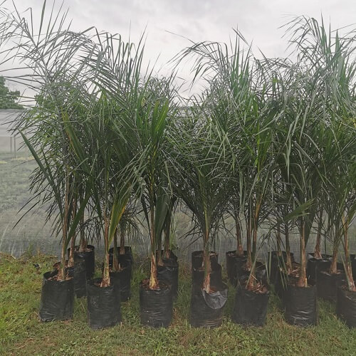 Cocos palm for sale