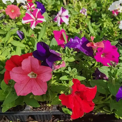 Buy Premium Petunia - Up To 30% Savings, Reliable Delivery