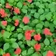 Buy Impatiens beacon red for sale