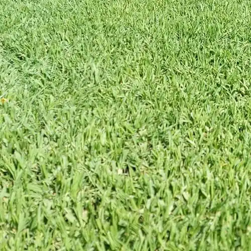 Kikuyu grass, Kikuyu lawn, Pennisetum clandestinum