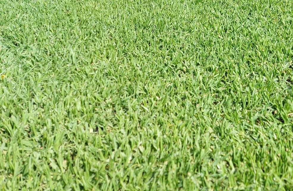 Kikuyu grass for sale Johannesburg