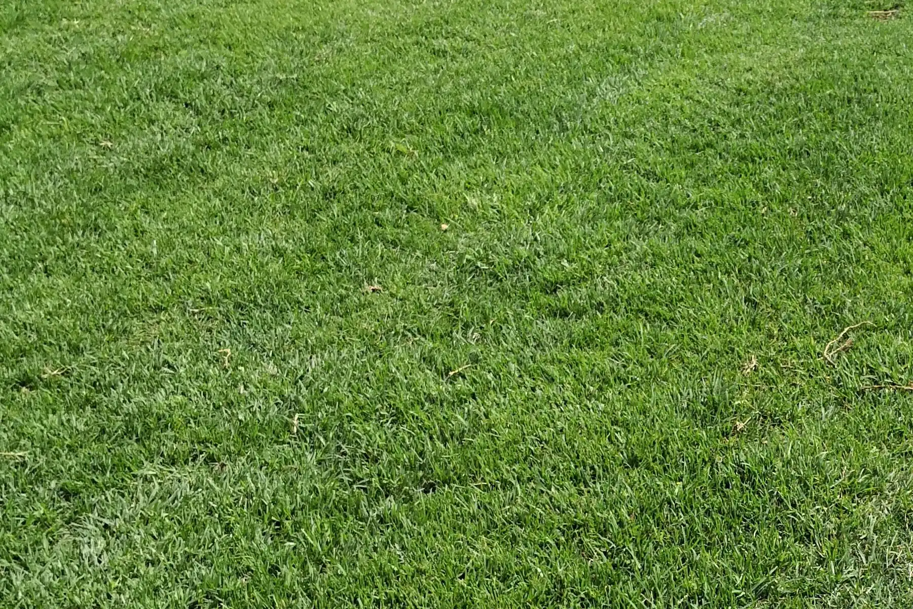 Instant Kikuyu Grass For Sale Near Me From R38 m Instant Kikuyu Grass For Sale Near Me From R38 m