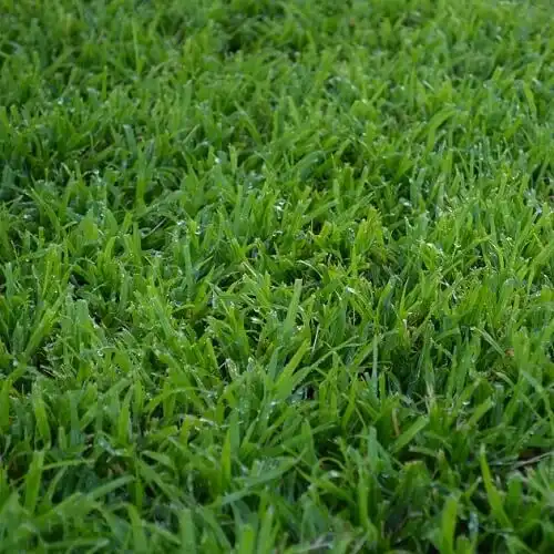 LM grass, LM lawn, Berea grass, Durban grass, Coat grass, Sweet smother grass, Dactyloctenium australe