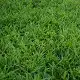 LM grass, LM lawn, Berea grass, Durban grass, Coat grass, Sweet smother grass, Dactyloctenium australe