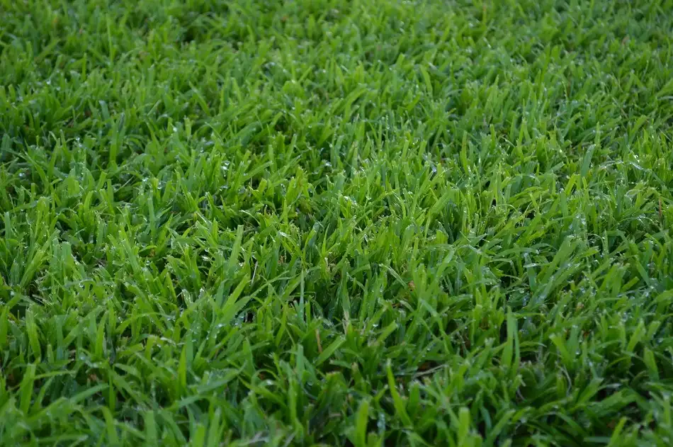 LM Grass, Berea Grass, Durban Grass, Coat Grass, LM Lawn