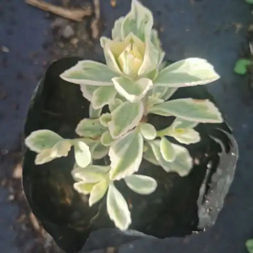 Plectranthus neochilus for sale
