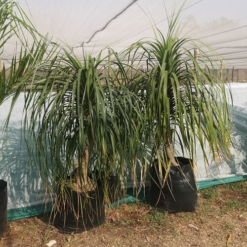 Ponytail palm for sale