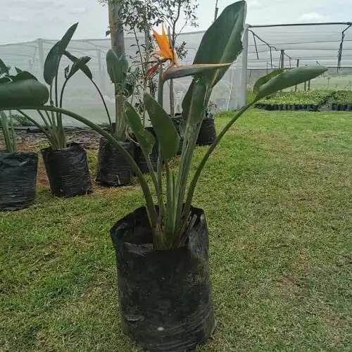 Strelitzia reginae, Crane flower, bird of paradise, orange strelitzia for sale