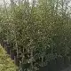 Syzygium paniculatum for sale