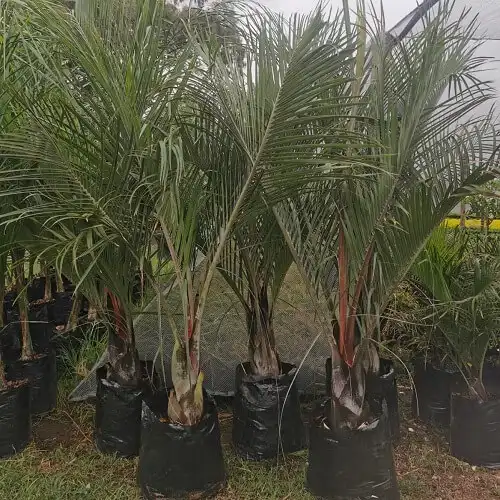 Palms for sale